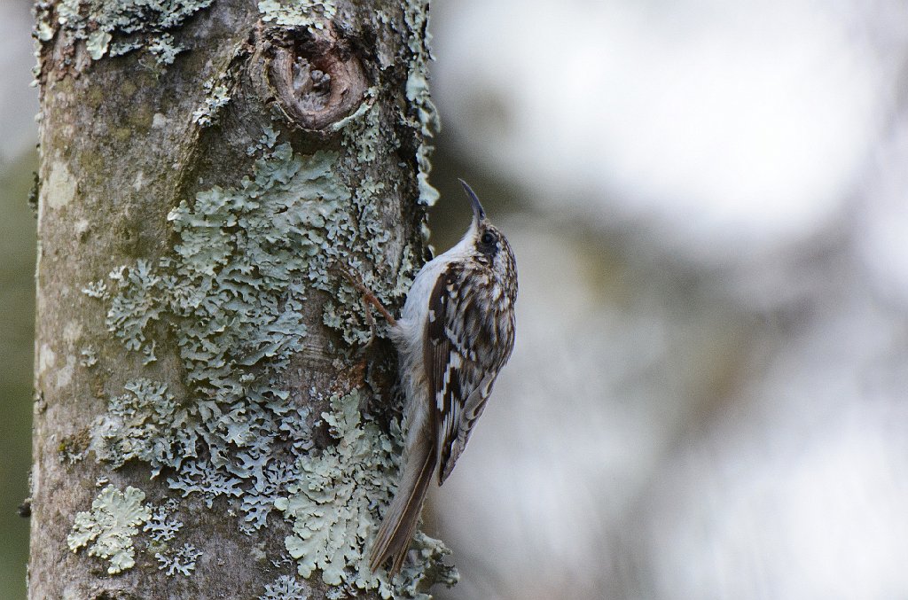 Creeper, Brown, 2015-05065088 Oxbow NWR, MA.JPG - Brown Creeper. Oxbow National Wildlife Refuge, MA, 5-6-2015